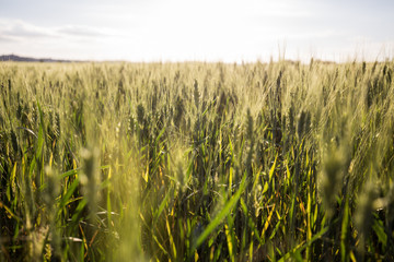 Wheat growing in a field under the tuscan sun