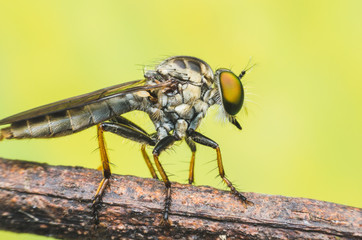 robber fly on branch with yellow background.