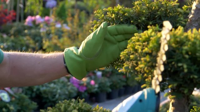 Topiary Plants Trimming by Gardener Closeup Slow Motion