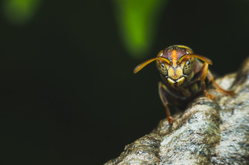 angry hornet on nest in the dark.