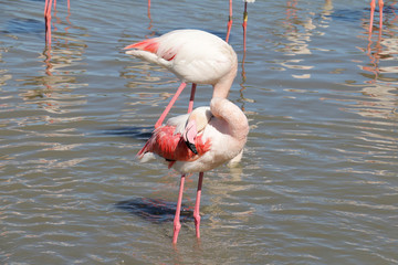 Flamants roses Camargue