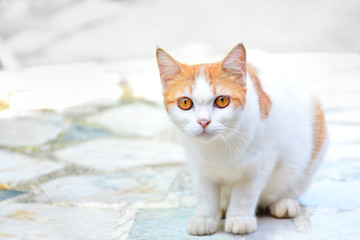 The cute cat sits there looking at something suspiciously on the marble floor, with a white background, Copy space.