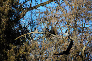 Crows on a thuja tree branch