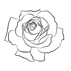 Beautiful hand drawn sketch rose, isolated black contur on white background. Botanical silhouette of flower