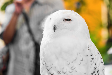 Closeup portrait of the white snowy owl with yellow eyes