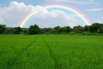 Campo en primavera, arco iris, verde, hierba, paisaje