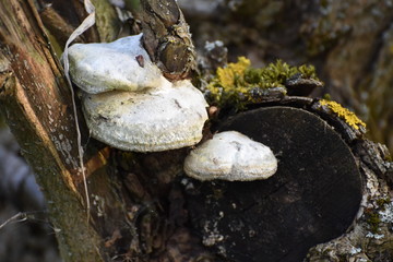 Huba Biebrzański Park Narodowy