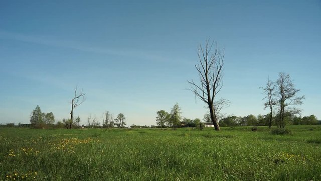 suche drzewo na łące