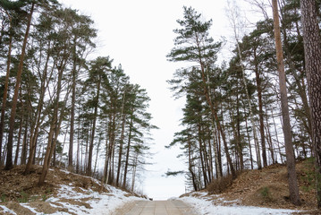 winter trail to the Baltic Sea through the dunes and pine forests