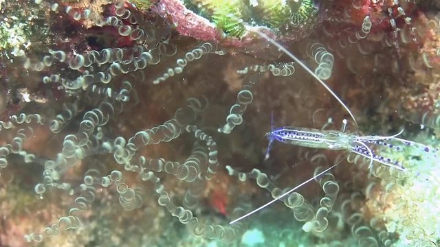 Blue shrimp with eggs in Caribbean sea