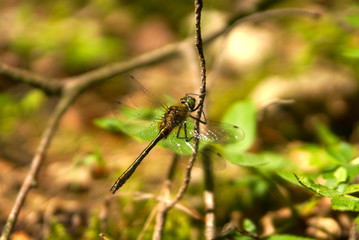 Dragonfly on dry branch