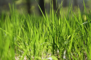 Obraz premium Grass On Forest Glade Closeup In Sun Light
