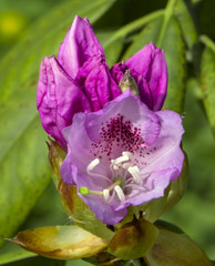 azalea rhododendron flower close-up