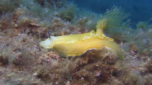 Costa Brava, diving the Mediterranean sea, Nudibranch, Spain