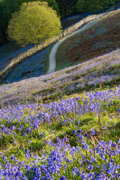 Rural path leading through bluebell carpets in the Lake District on a spring morning.
