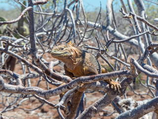 Galapagos land iguana (Conolophus subcristatus) on a tree Santa Cruz Island Galápagos Ecuador