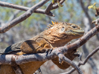 Galapagos land iguana (Conolophus subcristatus) on a tree Santa Cruz Island Galápagos Ecuador