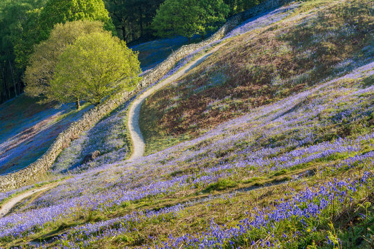 Curving rural footpath leading through carpets of Bluebells in the English Lake District.