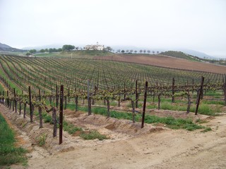 Fototapeta na wymiar Rows of Vines in Vineyard