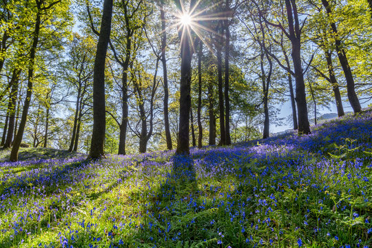 Sun shining through woodland trees with bluebell carpets on a beautiful spring morning.