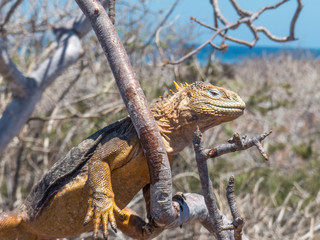 Galapagos land iguana (Conolophus subcristatus) on a tree Santa Cruz Island Galápagos Ecuador