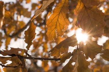 Oak leaves in the sun light.