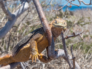 Galapagos land iguana (Conolophus subcristatus) on a tree Santa Cruz Island Galápagos Ecuador