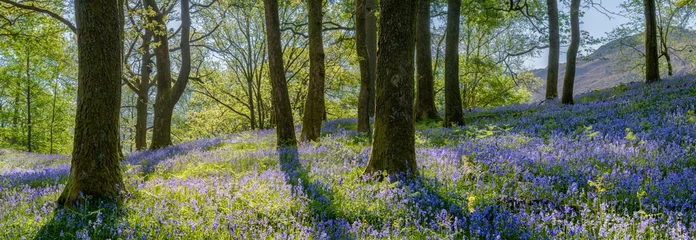 Foto auf Acrylglas Wald Schönes Frühlingspanorama in einem Waldwald mit Bluebell-Teppich im Vordergrund.