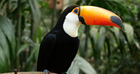 Obraz premium Toucan bird on the forest