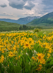 Brush Creek Sunflowers