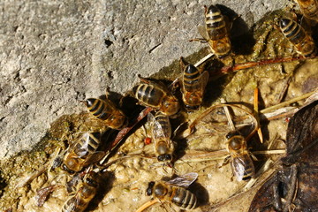 Wildbienen, Seidenbienen suchen Schlamm für den Bau ihres Nestes, Colletes cunicularius