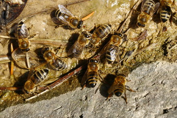 Wildbienen, Seidenbienen suchen Schlamm für den Bau ihres Nestes, Colletes cunicularius