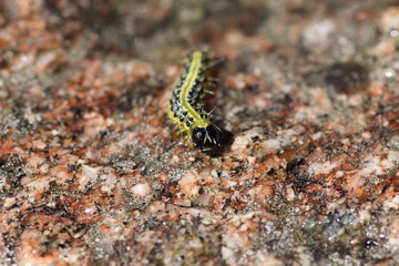 Obraz na płótnie Canvas caterpillar plague of boxwood (Perspectalis Cydalima)