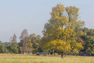 Abandon house beside large autumn tree.