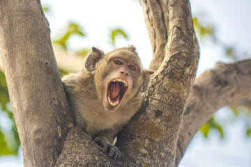 angry monkey on the tree