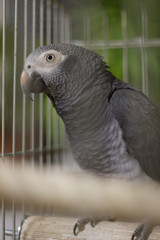 a parrot 2