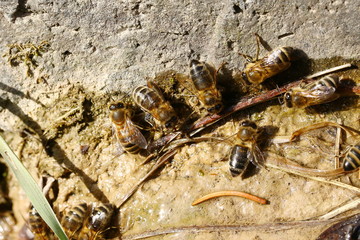 Wildbienen, Seidenbienen suchen Schlamm für den Bau ihres Nestes, Colletes cunicularius