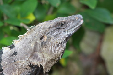 Iguana