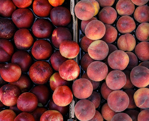 Peaches and nectarines on the counter for sale in a grocery shop.