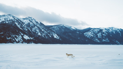 Dog in mountains and snow