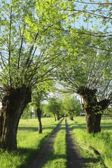 polna droga wśród wierzb  © ftomasz