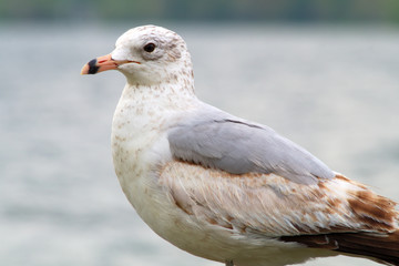 white seagull bird close-up portrait face