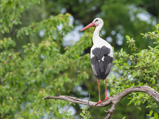 Weißstorch (Ciconia ciconia) auf Ast