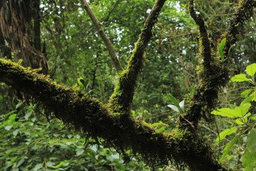 Obraz premium tree