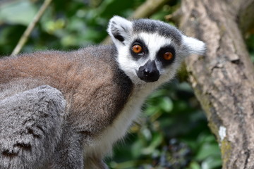 lemur catta