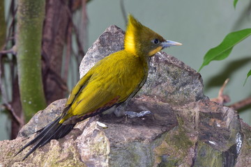 greater yellownape bird