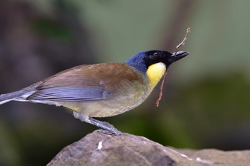 Blue-crowned Laughing Thrush (Dryonastes courtoisi)