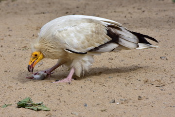 egyptian vulture