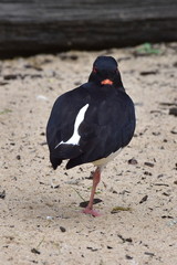 Eurasian oystercatcher Haematopus Ostralegus