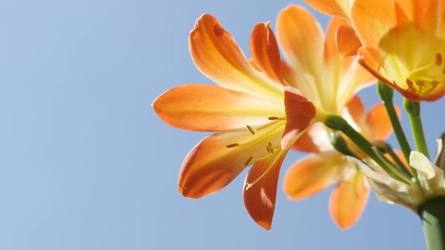 Monocot Clivia miniata against blue sky close-up - Shallow DOF orange flowering Natal lily plant 3840X2160 UHD video